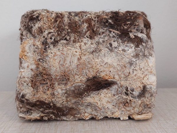 Green Salon Collective - can human hair grow mushrooms