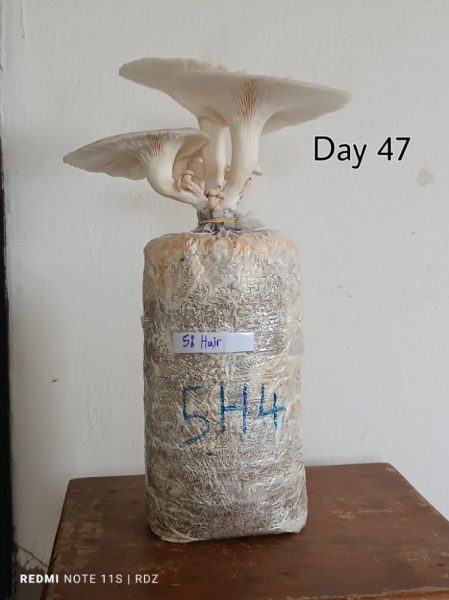 Green Salon Collective - can human hair grow mushrooms