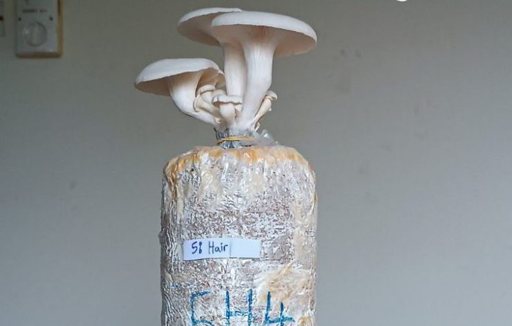 growing_mushrooms_from_hair_3